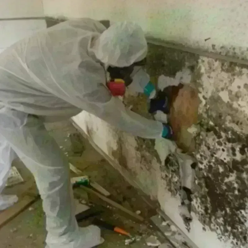 Mold Remediation and Removal in Louisburg, KS